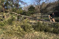 Fallen Tree Removal in Clifton, VA