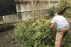 Yard Debris Pickup in Georgetown DC