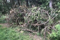 Dead trees & underbrush Fairfax VA